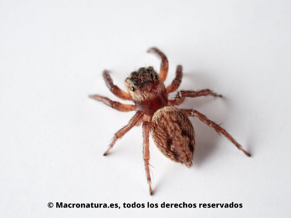 Araña saltarina Hasarius adansoni. Detalle abdomen.