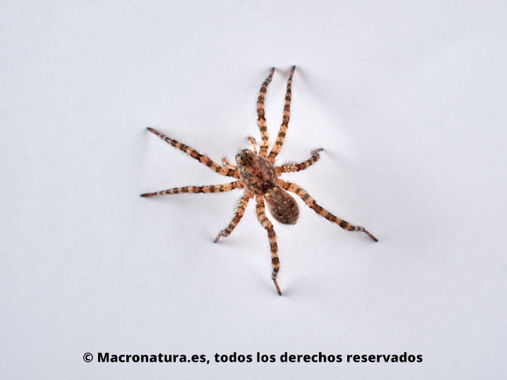 Arañas Lobo del género Arctosa. Dorsal.