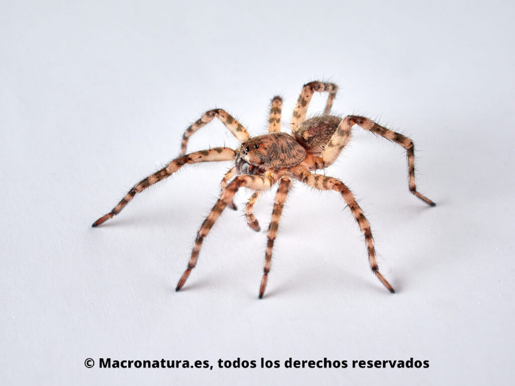 Arañas Lobo del género Arctosa. Frontolateral.