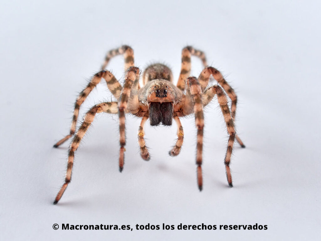 Arañas Lobo del género Arctosa. Frontal.