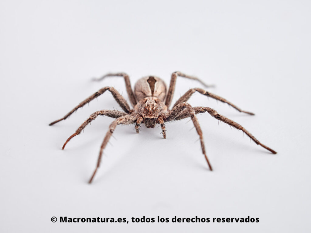 Arañas género Thanatus. Vista frontal.