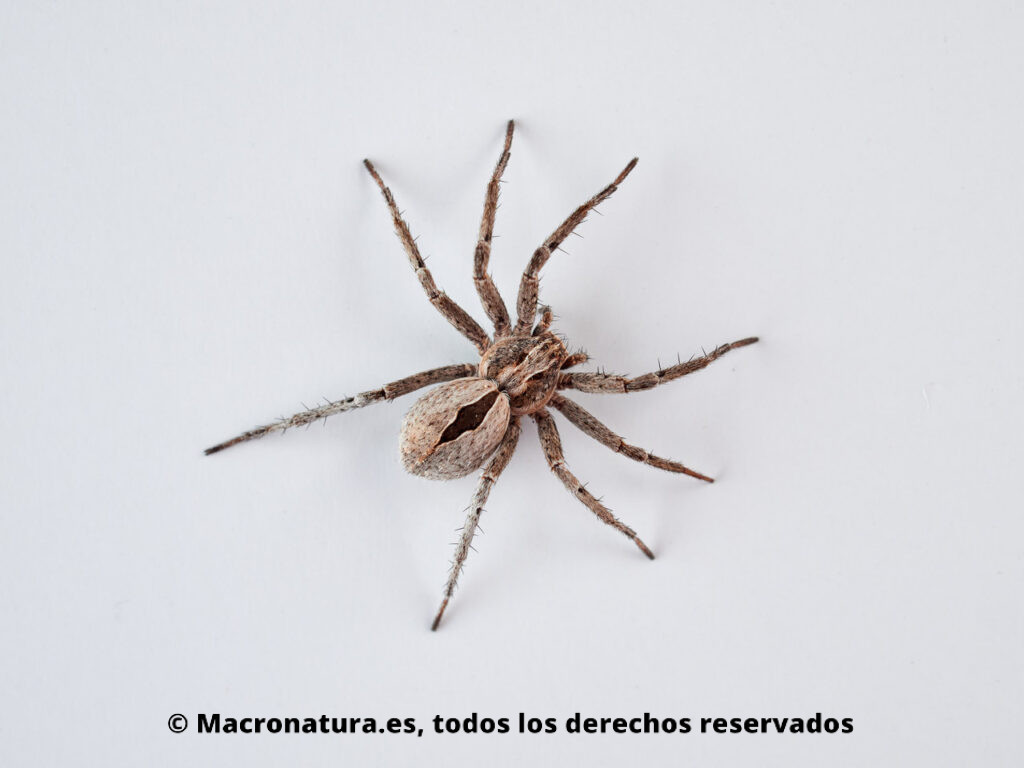Arañas género Thanatus.