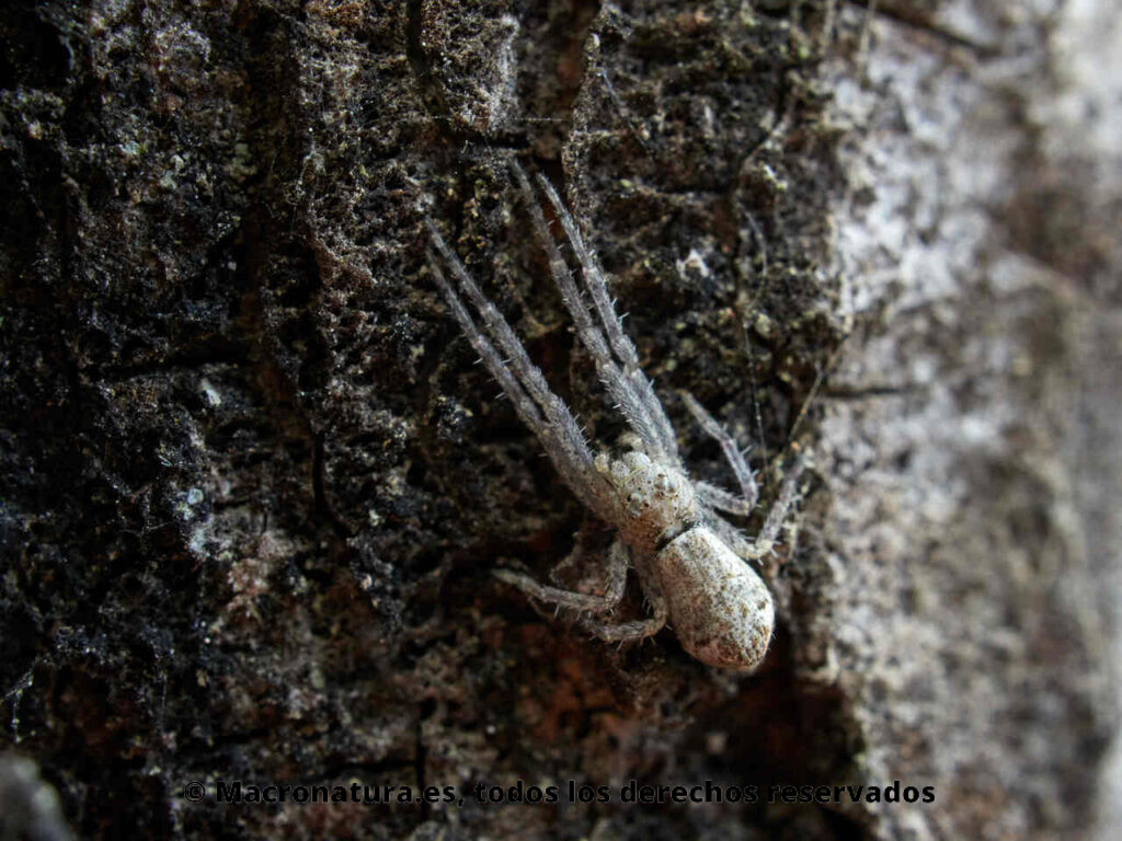 Arañas género Tmarus sobre la corteza de un pino.