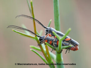 Escarabajo Longicornio Phytoecia rufipes. Cópula. Hinojo.