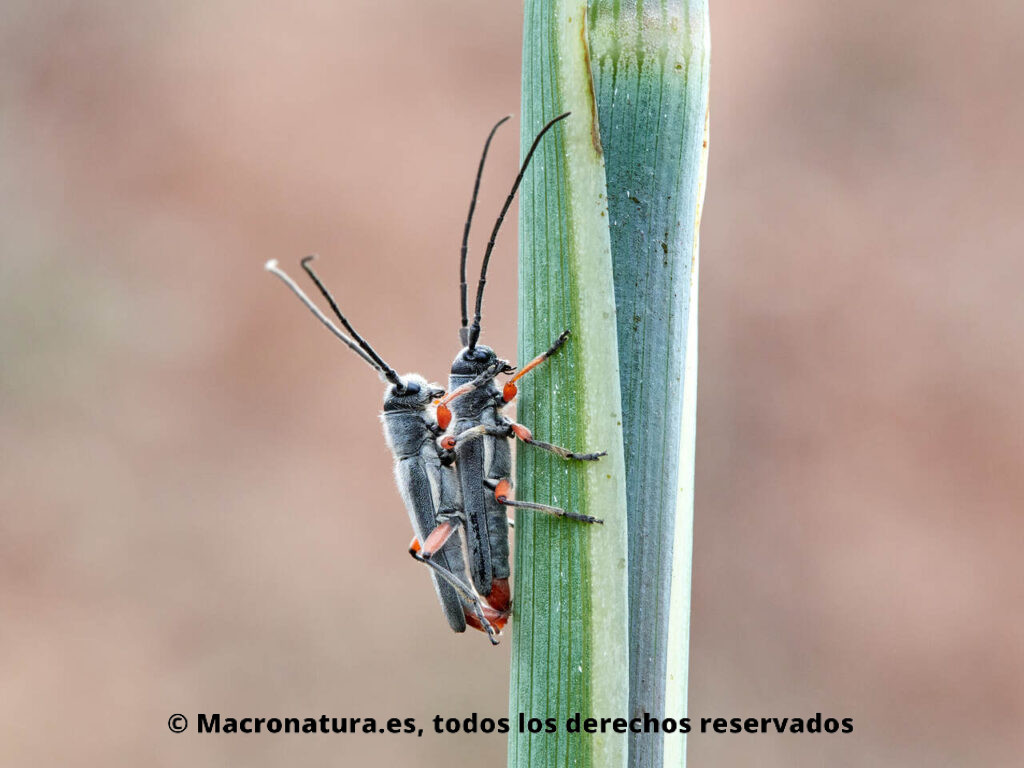 Escarabajo Longicornio Phytoecia rufipes. Cópula. Hinojo. Lateral.