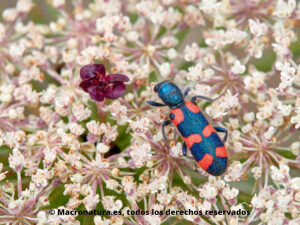 Escarabajo ajedrezado Trichodes leucopsideus sobre una flor de zanahoria salvaje. Dorsal.