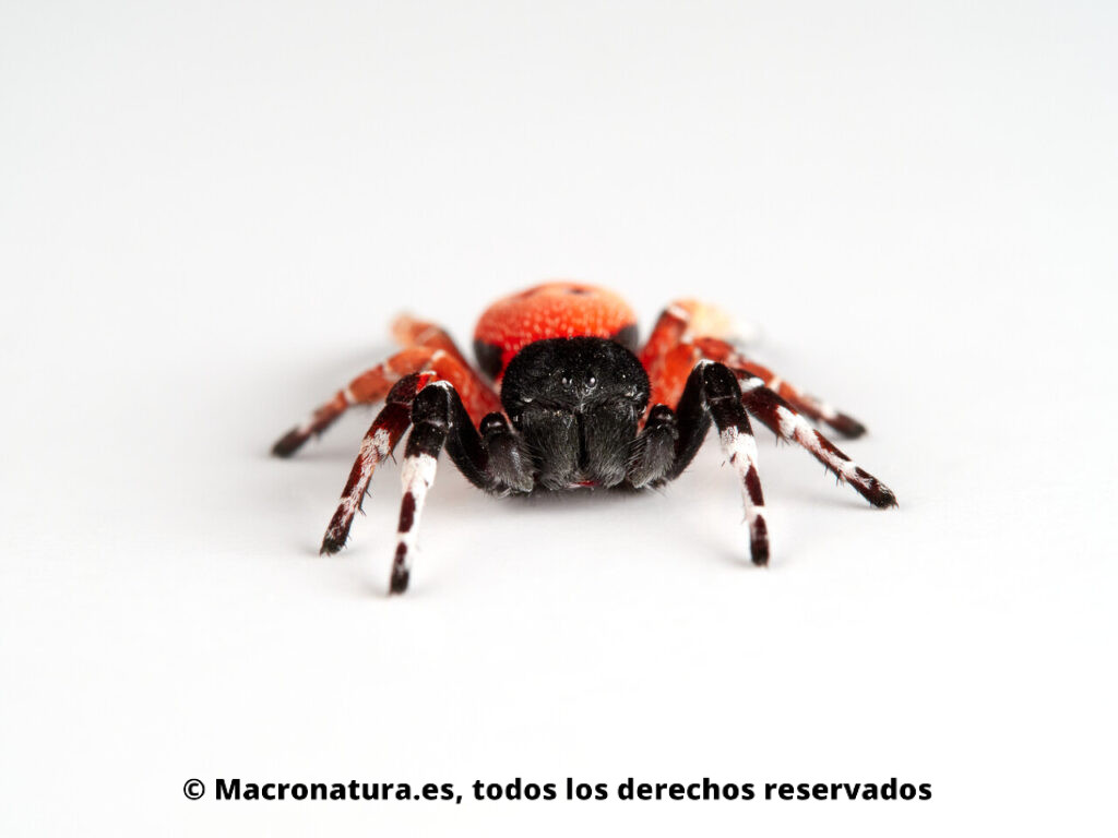 Araña mariquita Eresus solitarius. Frontal.