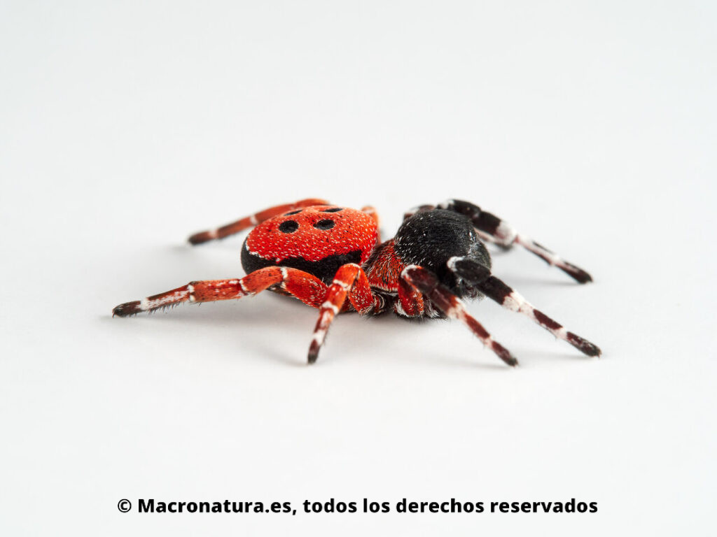 Araña mariquita Eresus solitarius. Lateral.