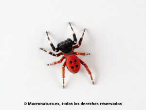Araña mariquita Eresus solitarius. Dorsal.