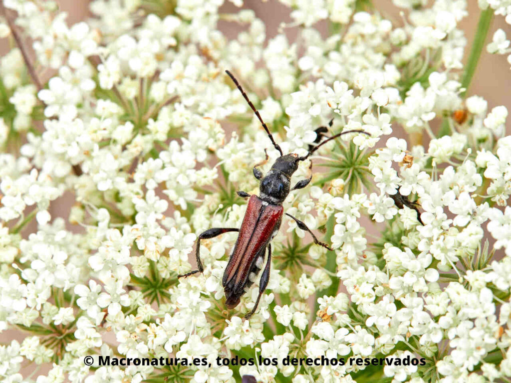 Escarabajo Longicornio Stenopterus ater. Macho sobre una flor.