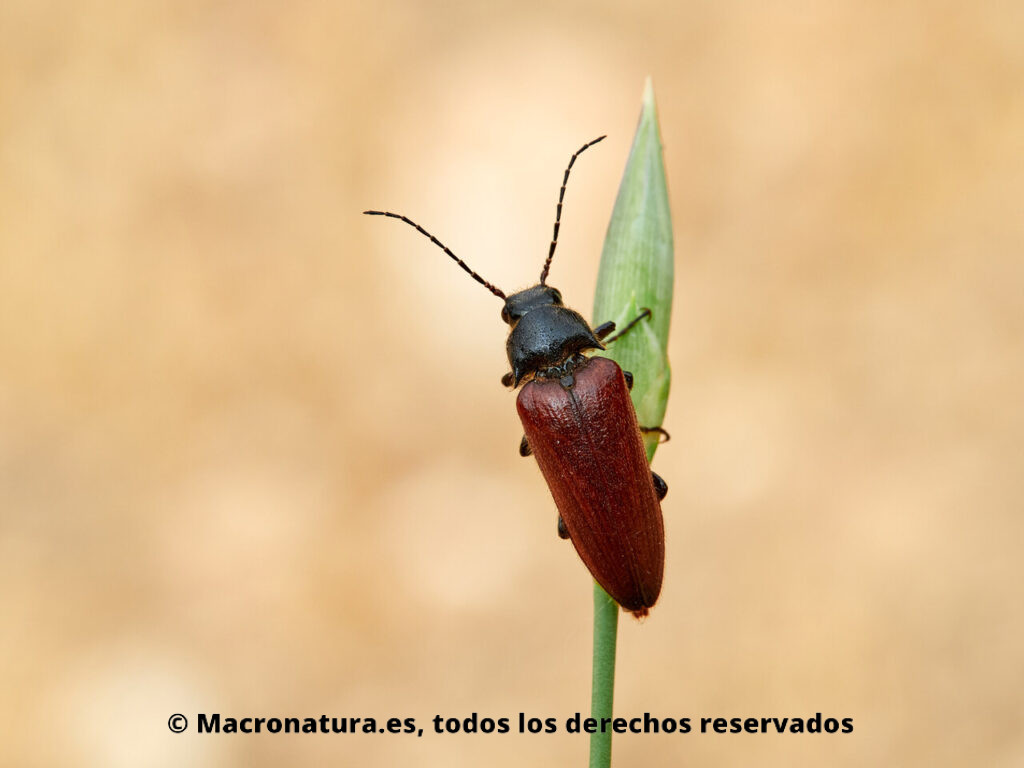 Escarabajos género Cebrio. Vista dorsal amplia.