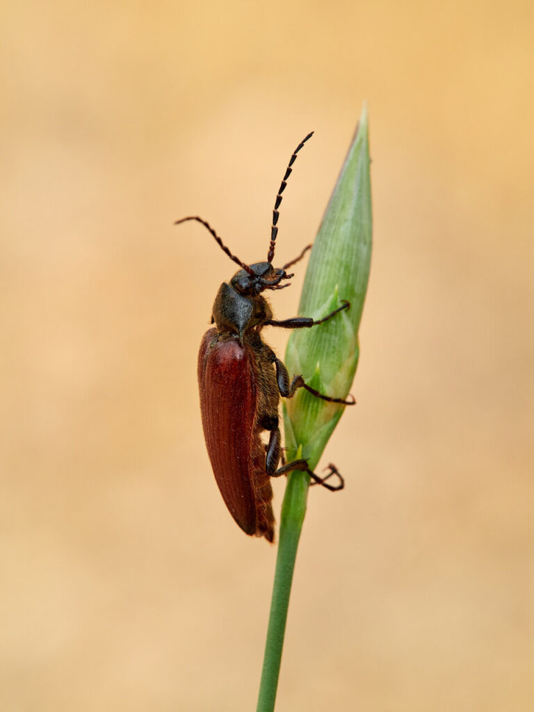Escarabajos género Cebrio. Vista lateral.