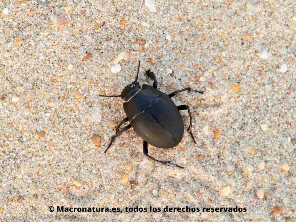 Escarabajos de playa negro género Erodius.
