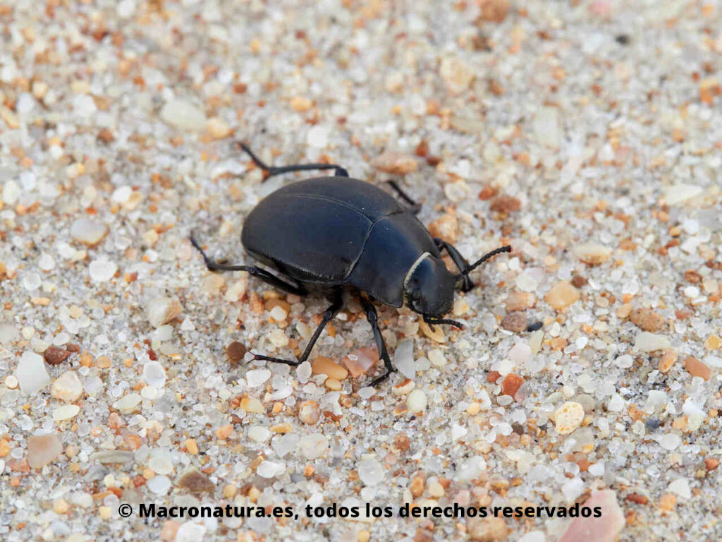 Escarabajos de playa negro género Erodius. Lateral.