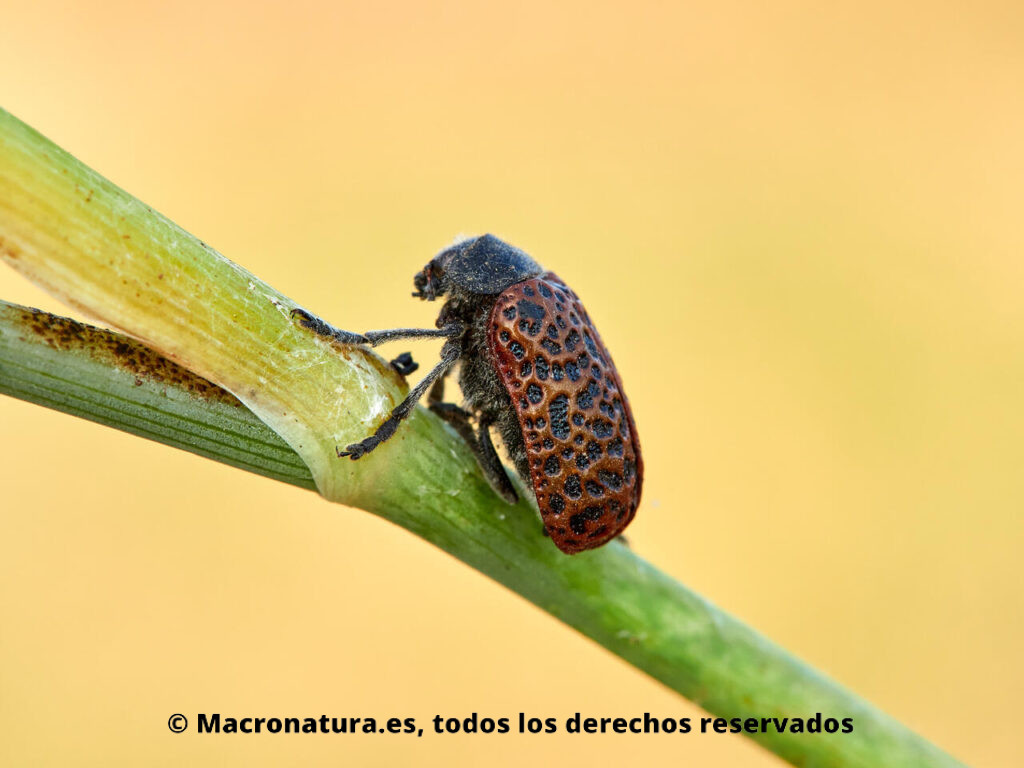Escarabajo Lachnaia variolosa sobre un hinojo.