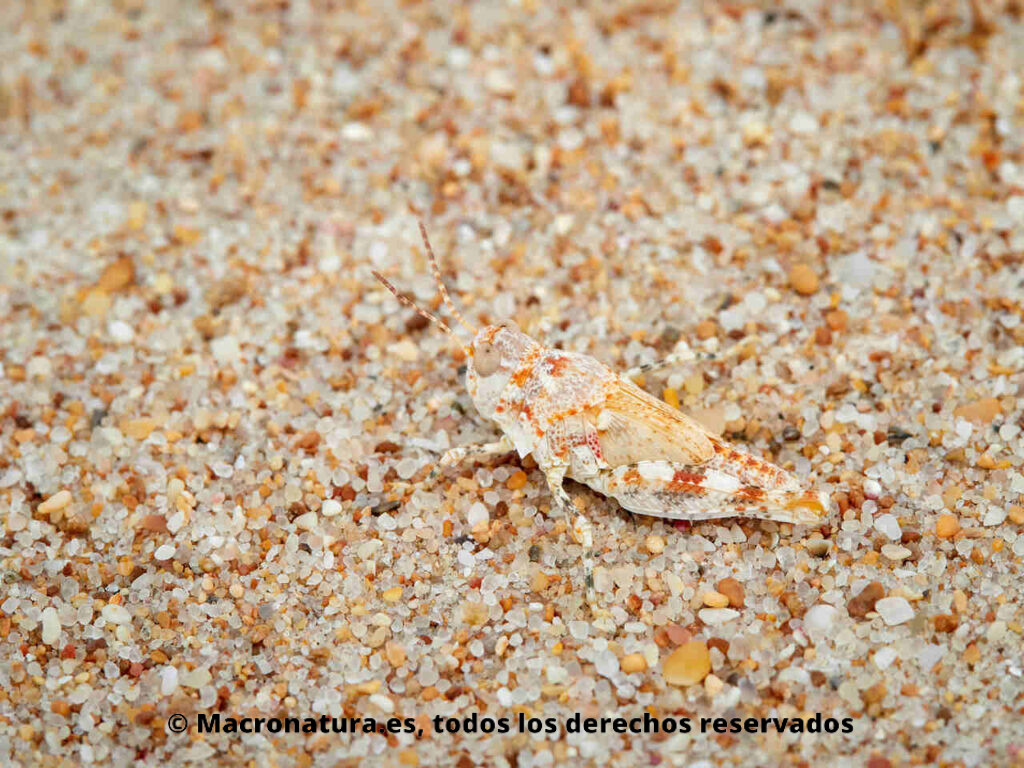 Saltamontes género Sphingonotus en una duna de la playa