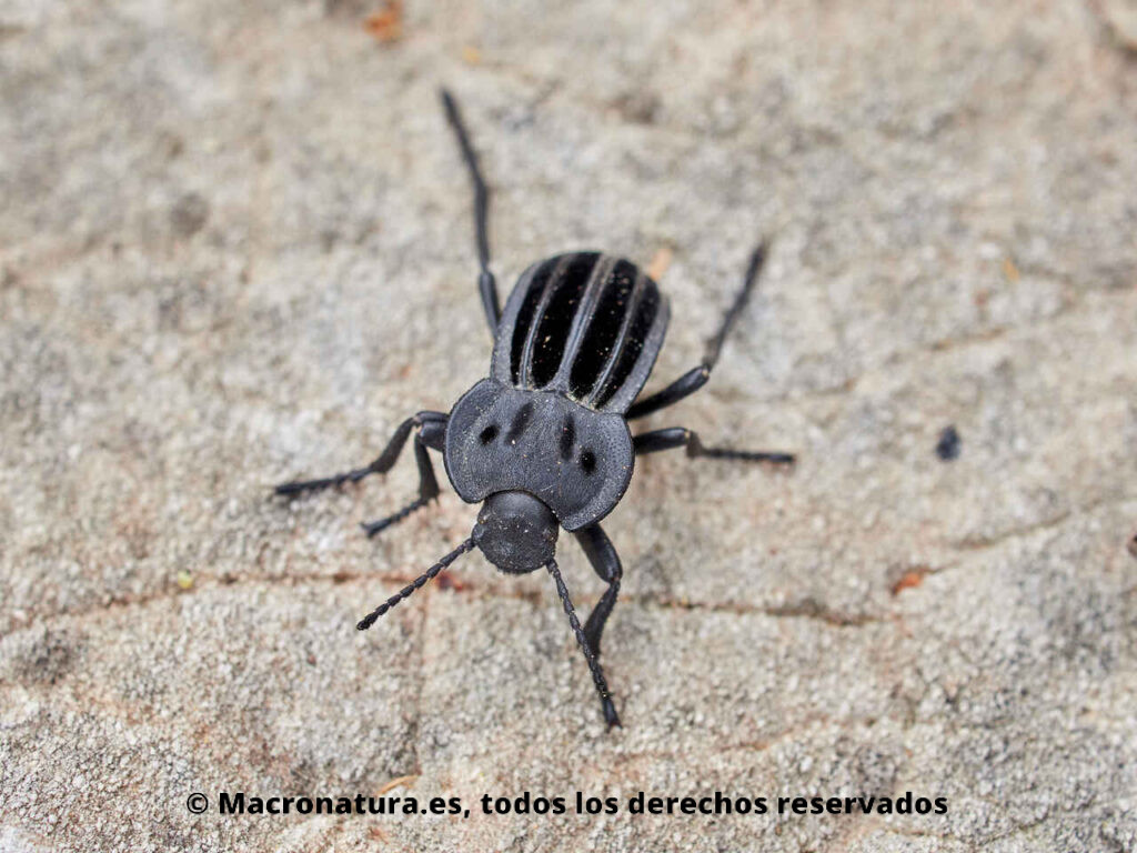 Escarabajos del género Alphasida. Frontal.
