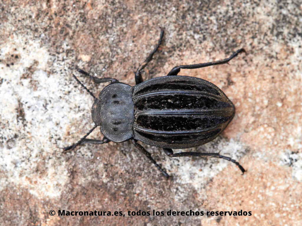 Escarabajos del género Alphasida. Lateral.