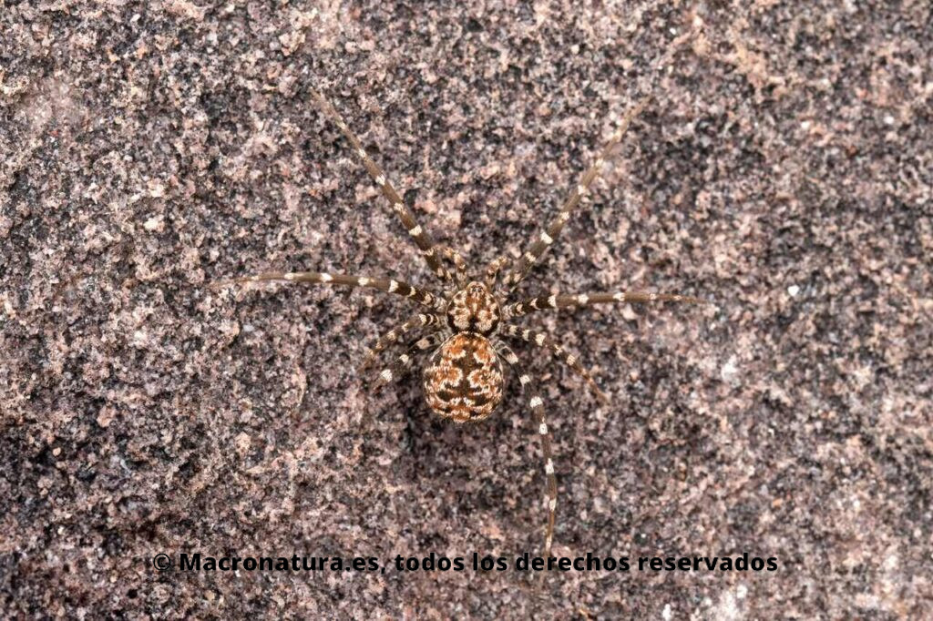 Arañas género Hersiliola