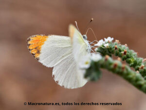 Mariposa Alcaparrera Colotis evagore. Alas abiertas. Punta naranja.