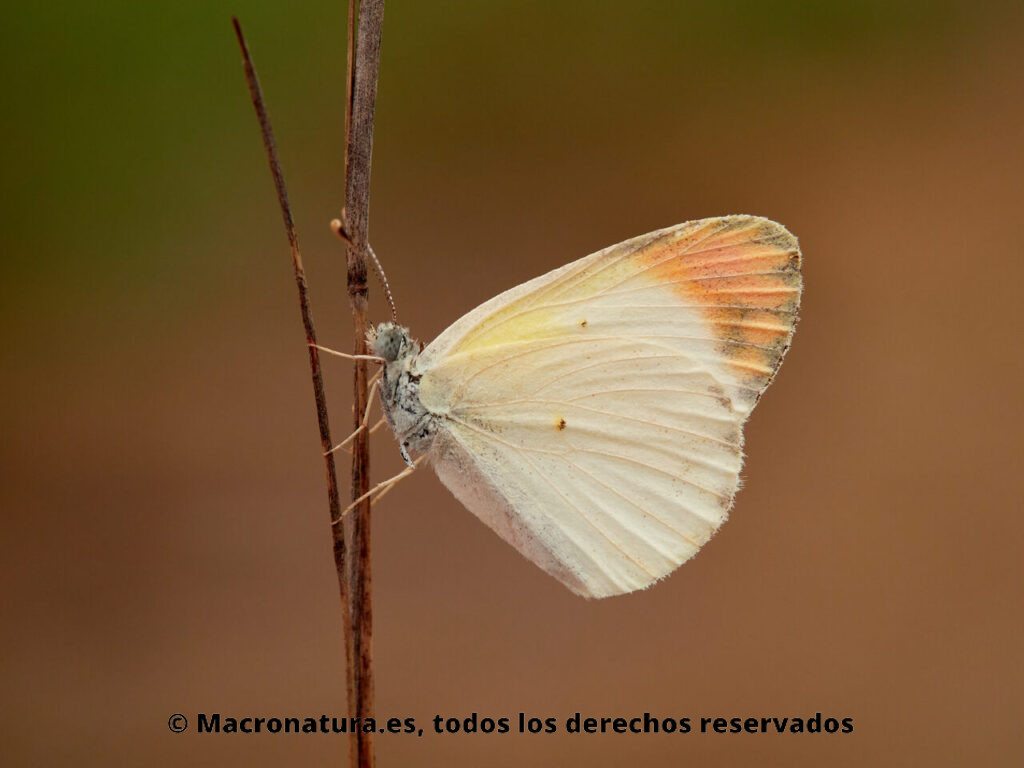 Mariposa Alcaparrera Colotis evagore. Alas cerradas. Punta naranja.
