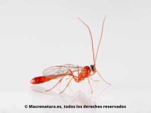Avispas de la Familia Ichneumonidae.