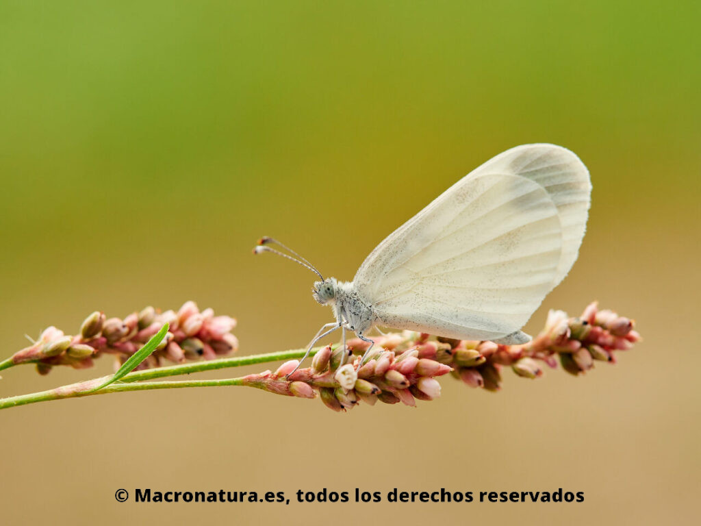 Mariposas blancas del género Leptidea. Lateral
