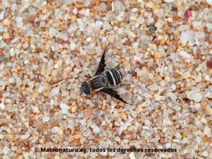 Mosca abejorro género Exhyalanthrax. Arena de la playa